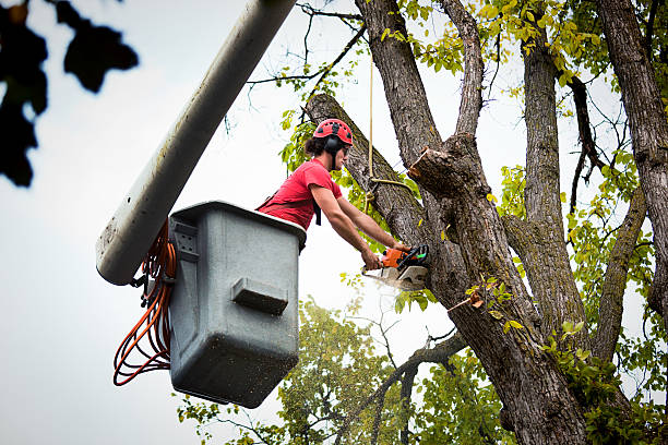 Best Tree Trimming Near Me  in Show Low, AZ